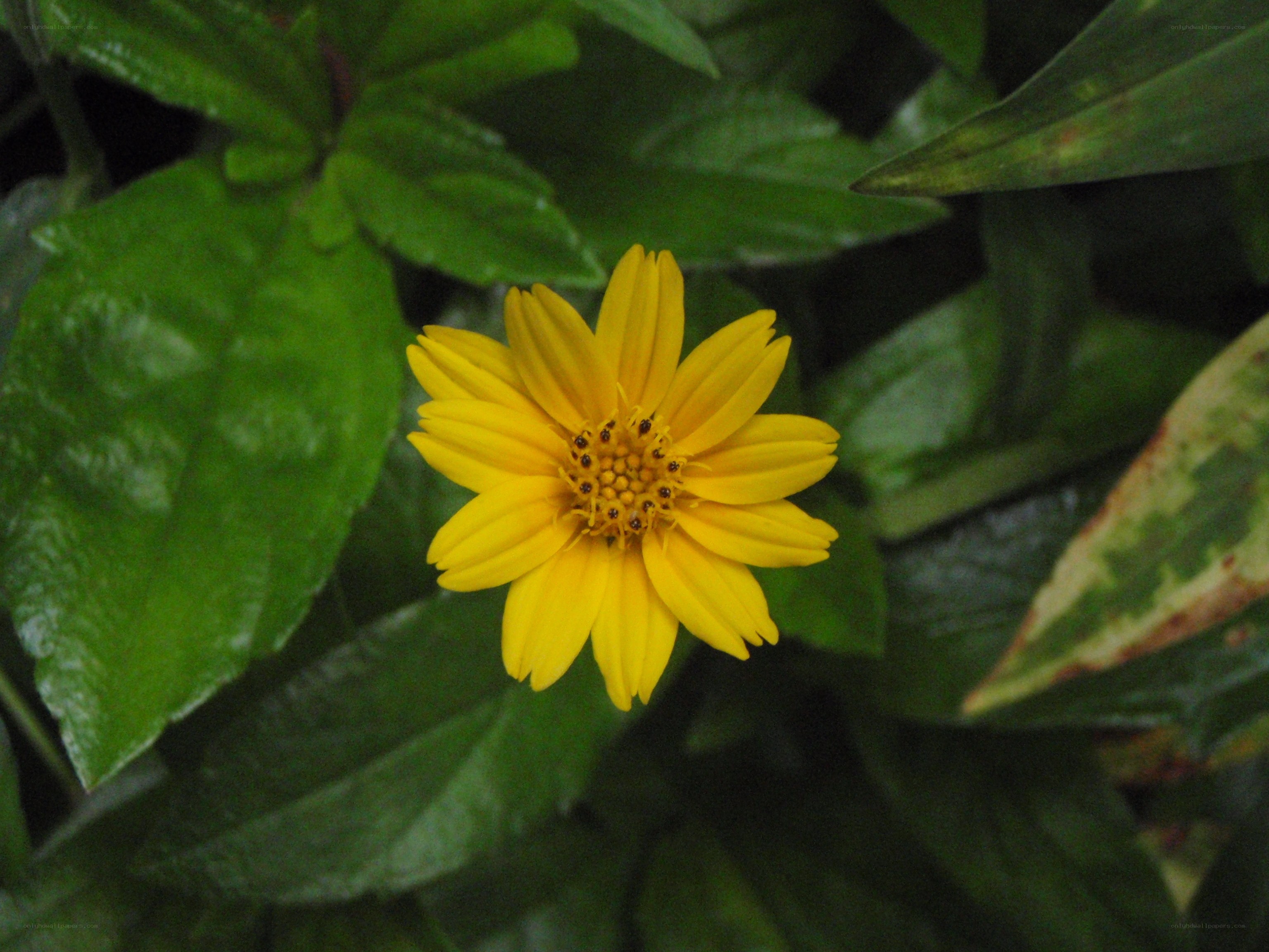 yellow flower with green leaves