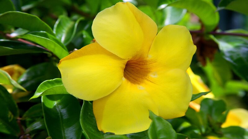 yellow flower with green leaves