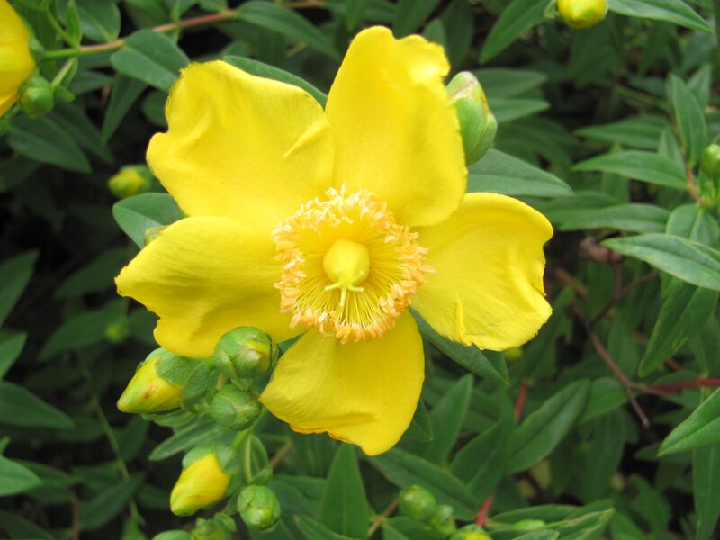 yellow flower with green leaves