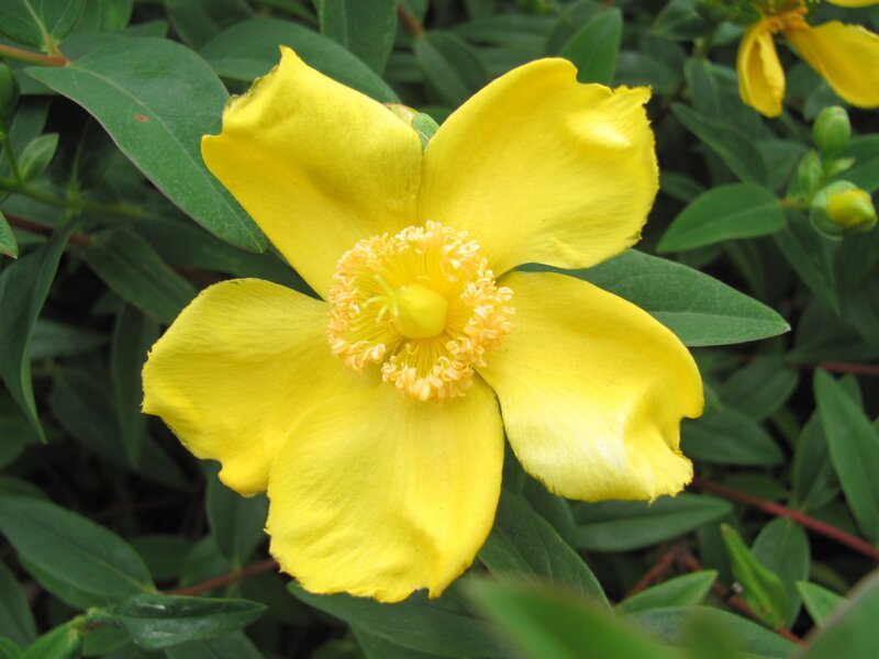 Yellow Flower with Green Leaves — Calm, Afternoon, Photograph