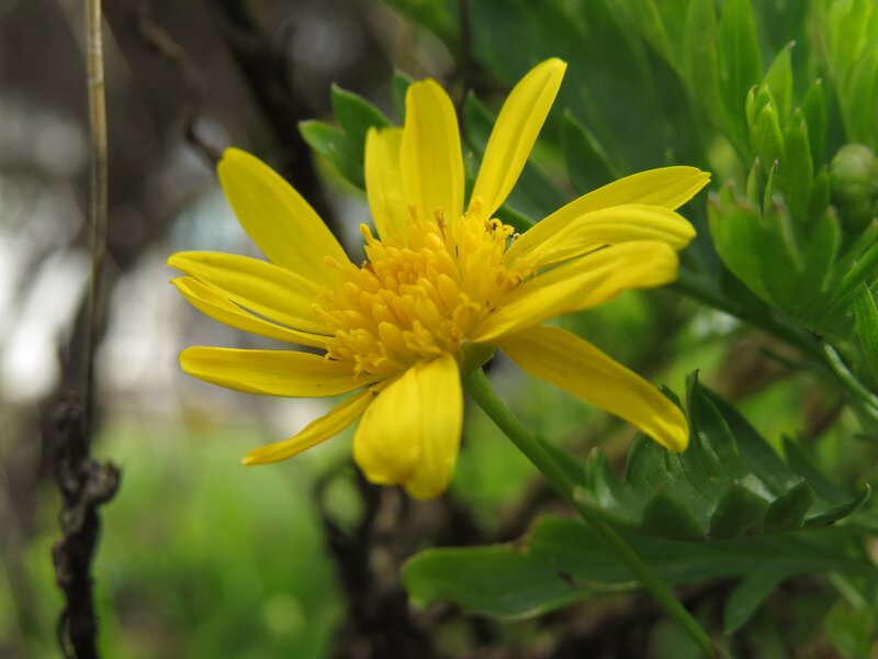 Yellow Flower with Green Leaves — Calm, Afternoon