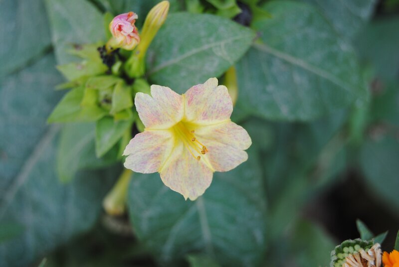 Yellow Flower with Green Leaves — Calm, Photograph, Bud