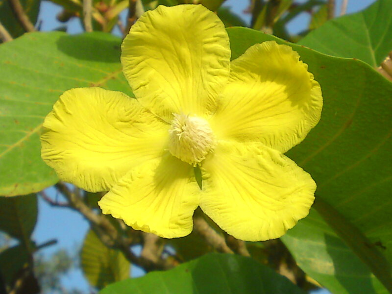 Yellow Flower with Green Leaves — Calm