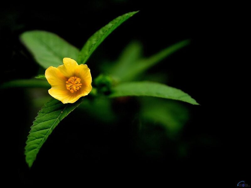 Yellow Flower with Green Leaves — Dramatic