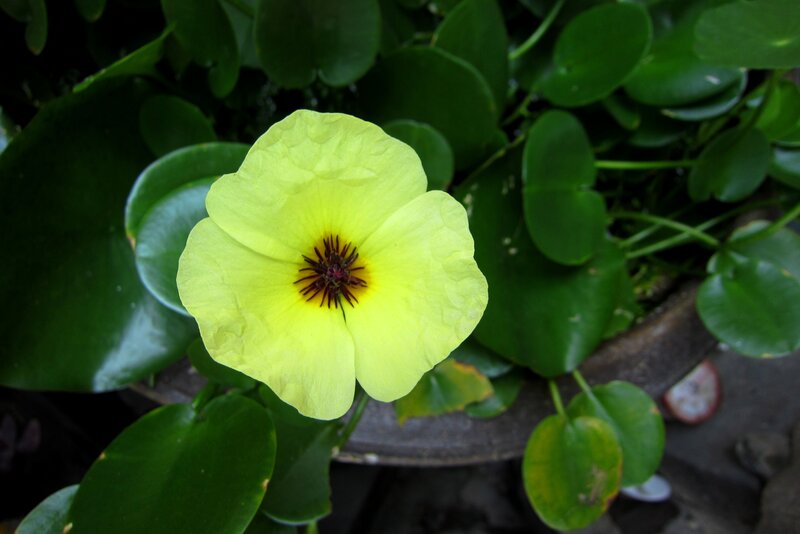 Yellow Flower with Green Leaves — Natural, Photograph, Pot