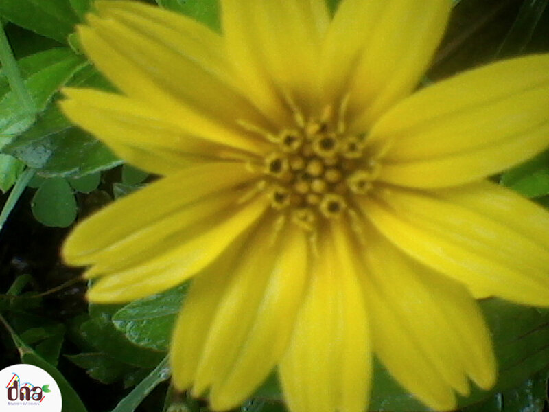 Yellow Flower with Green Leaves — Natural, Photograph