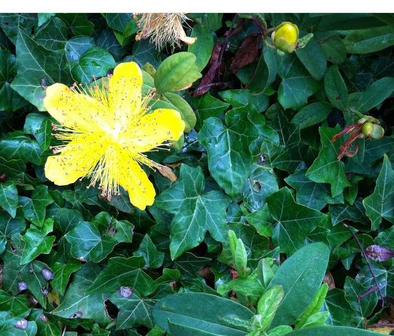 Yellow Flower with Green Leaves — Natural, Spring