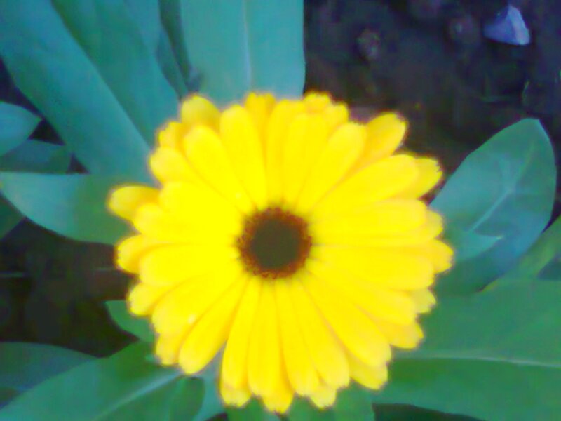 Yellow Flower with Green Leaves — Natural