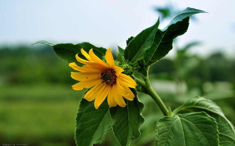 Yellow Flower with Green Leaves — Serene, Afternoon
