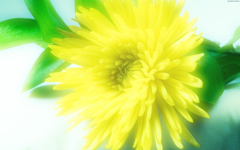 Yellow Flower with Green Leaves — Serene, Photograph, Petals
