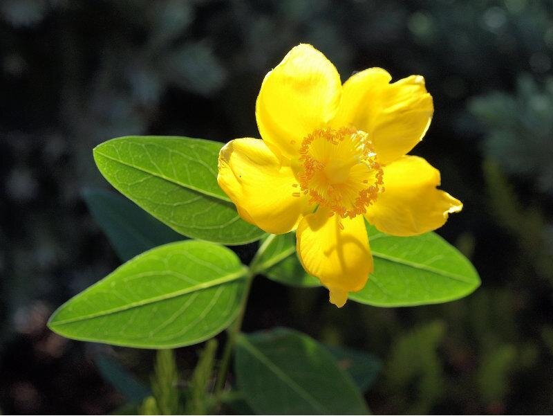 Yellow Flower with Green Leaves — Serene