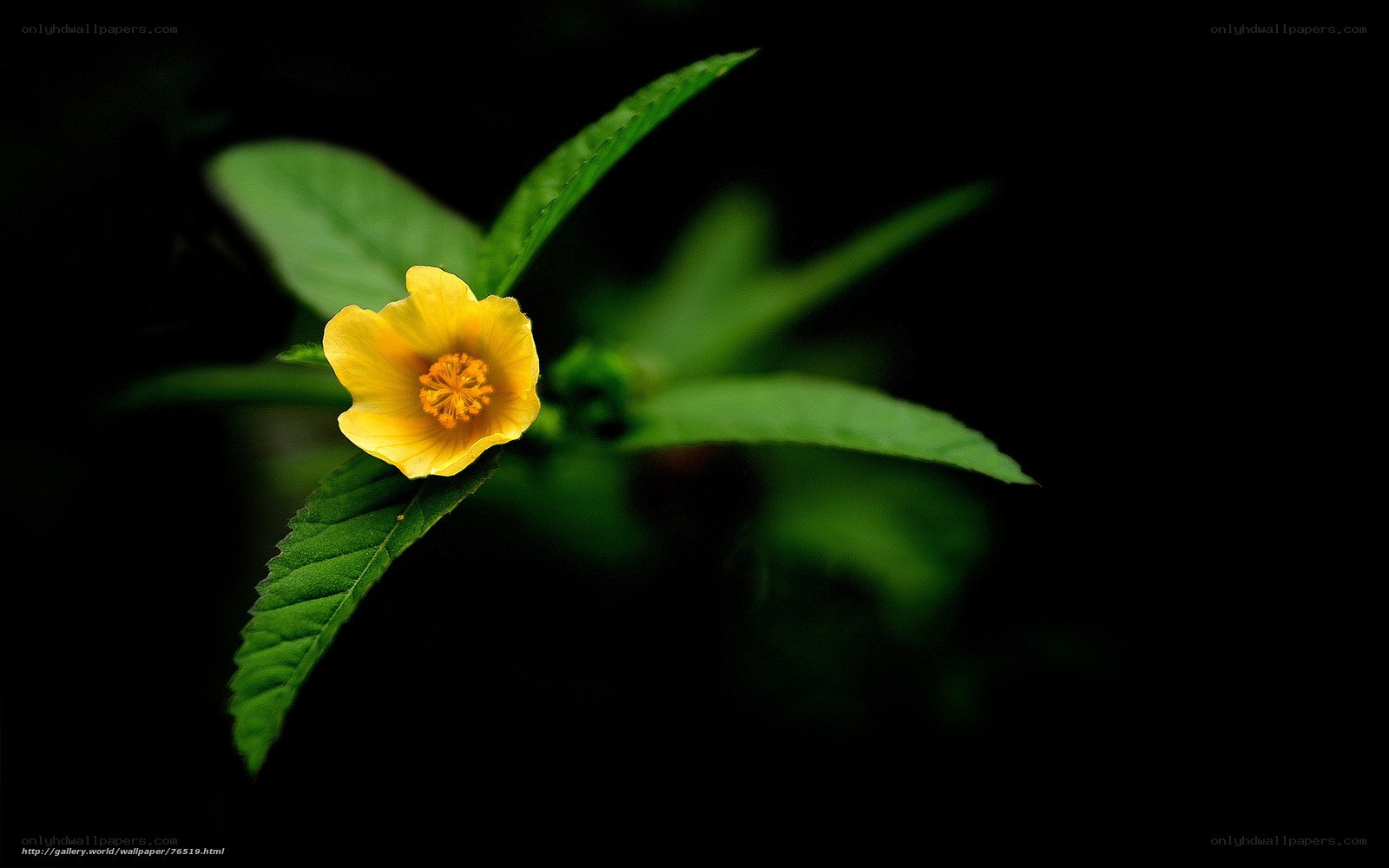 Yellow flower with green leaves