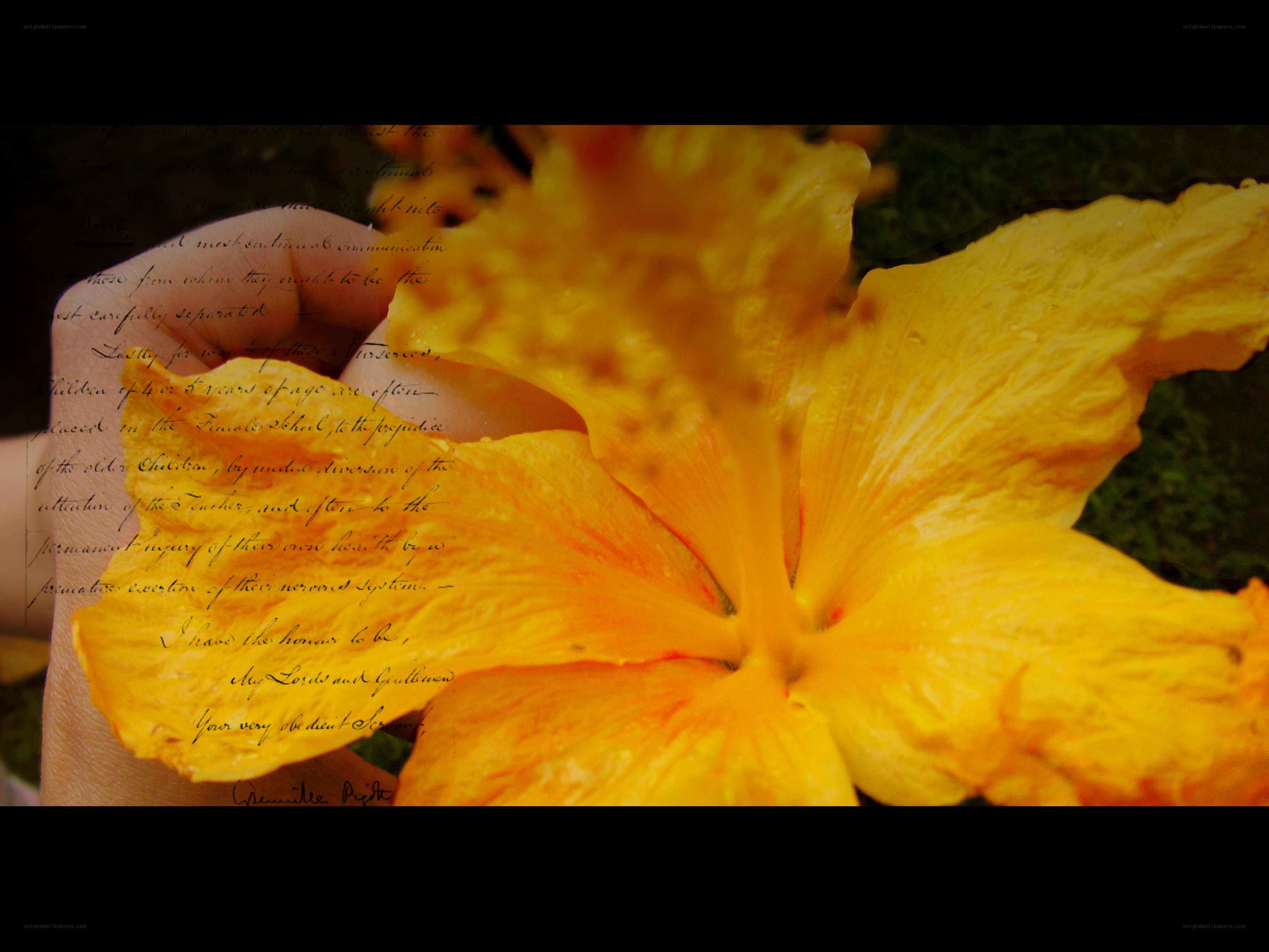 Yellow flower with handwritten text