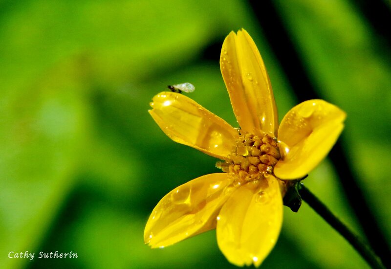 Yellow Flower with Insect — Serene