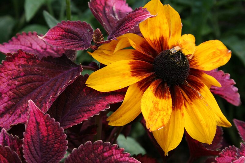 Yellow Flower with Insect