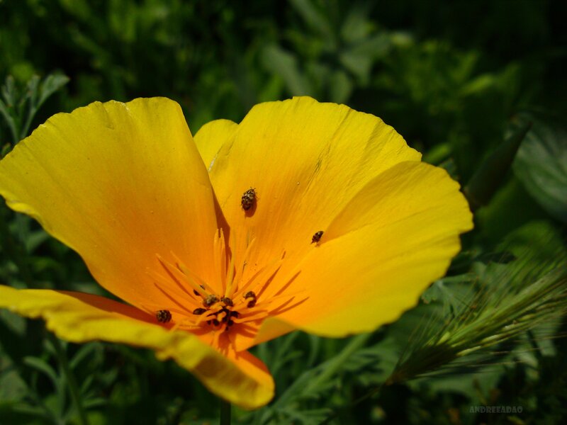 Yellow flower with insects