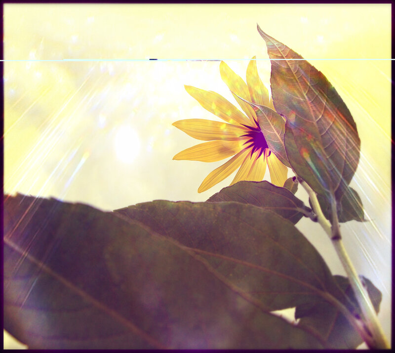 Yellow Flower with Leaves