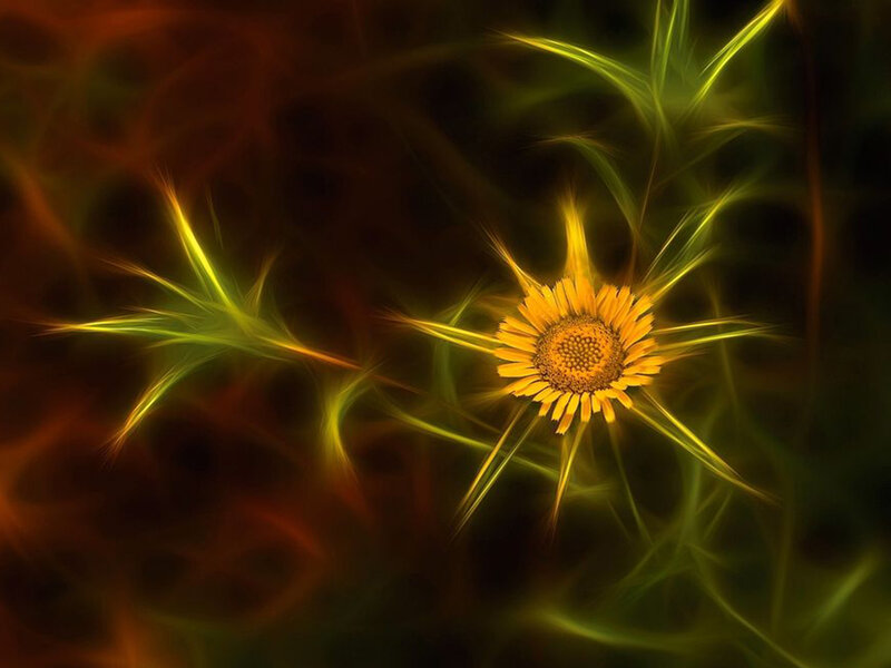 Yellow Flower with Light Effects