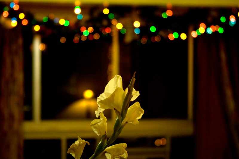 yellow flower with lights