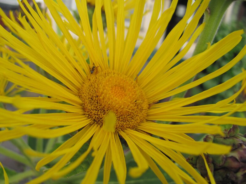 yellow flower with long petals