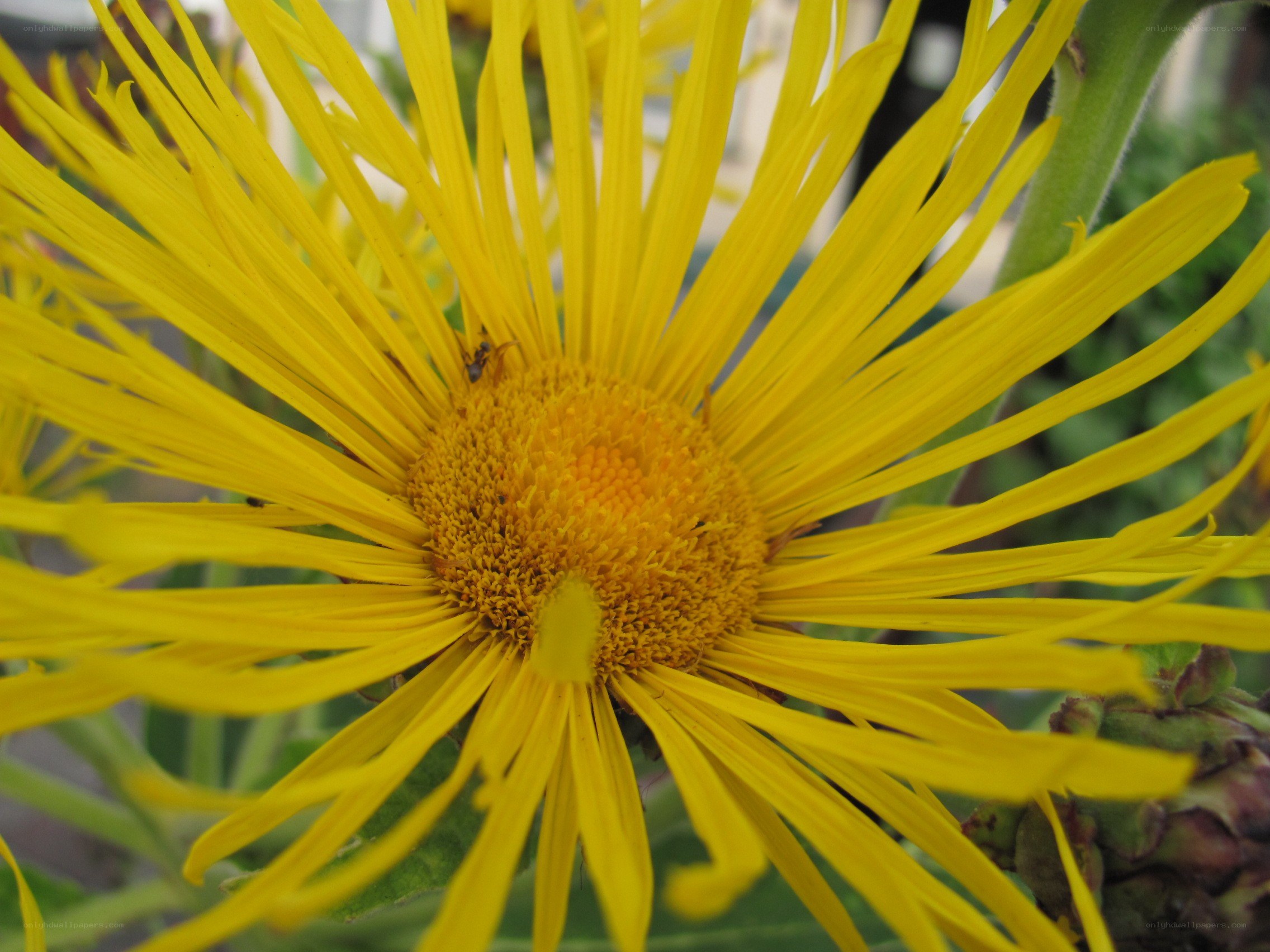 yellow flower with long petals