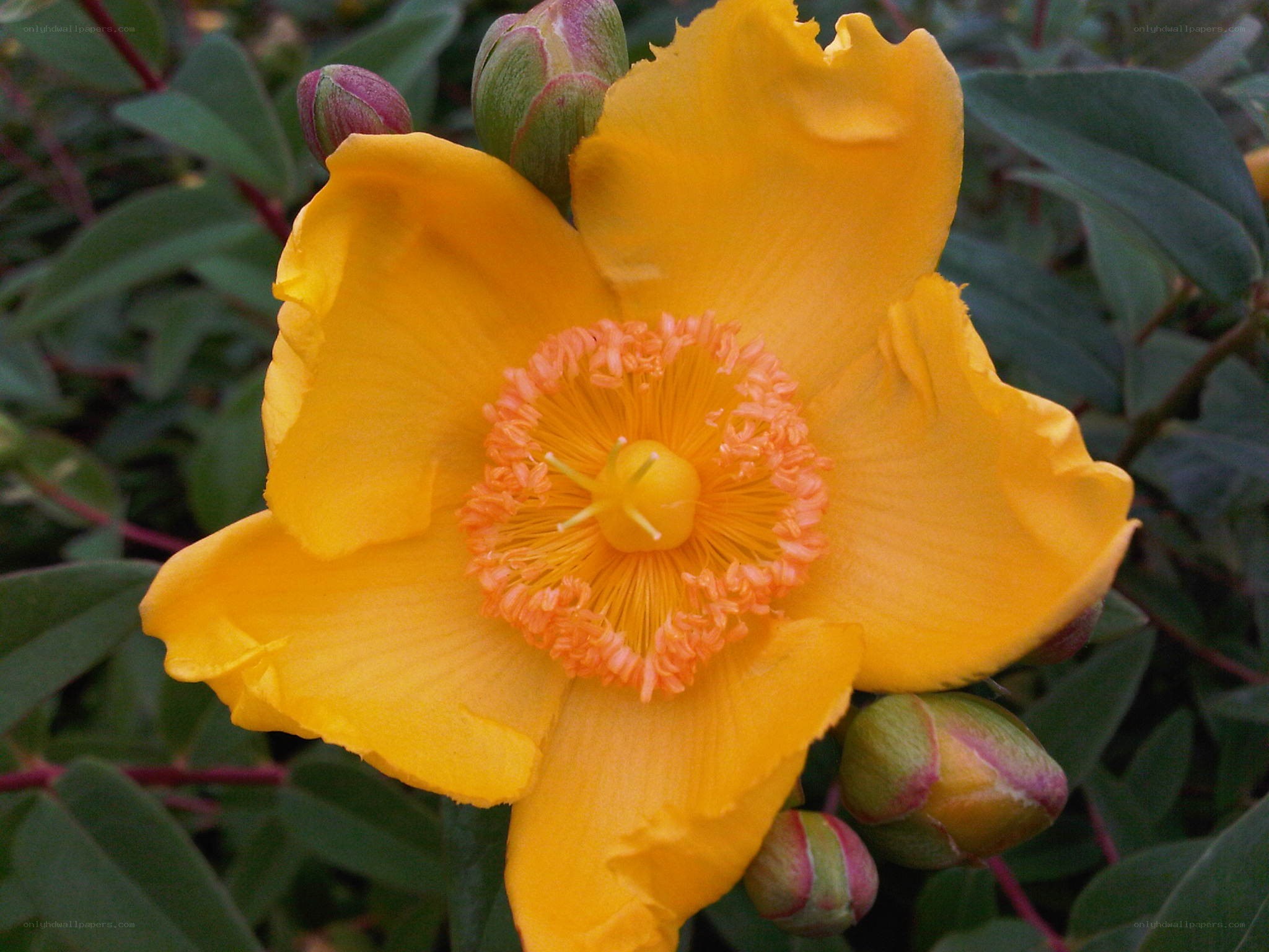 yellow flower with orange center