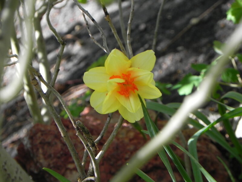 yellow flower with orange center