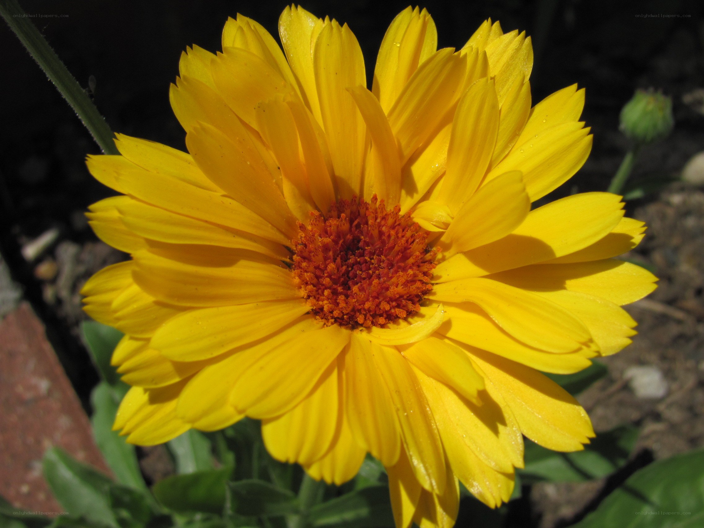 yellow flower with orange center