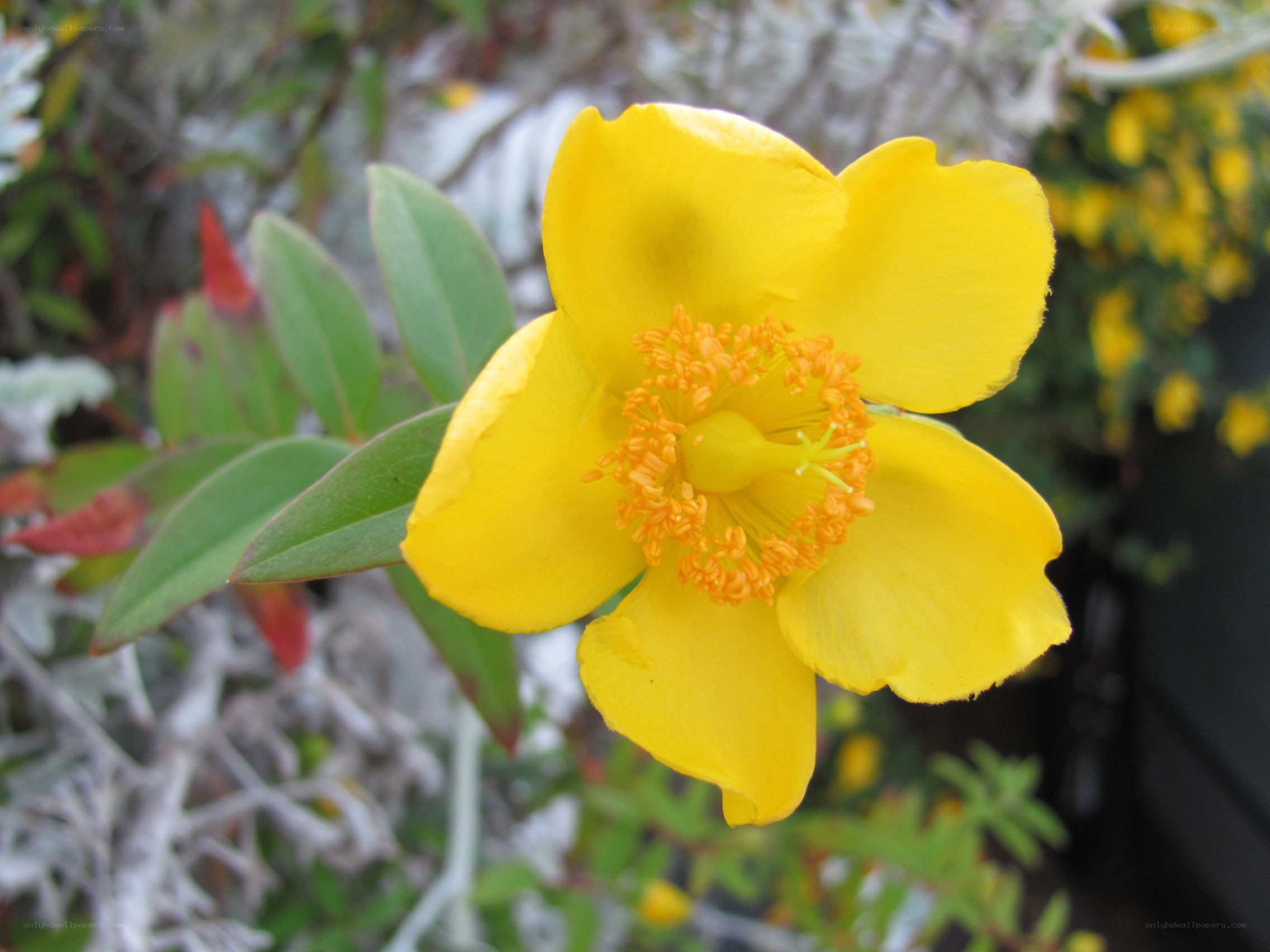 yellow flower with orange stamen