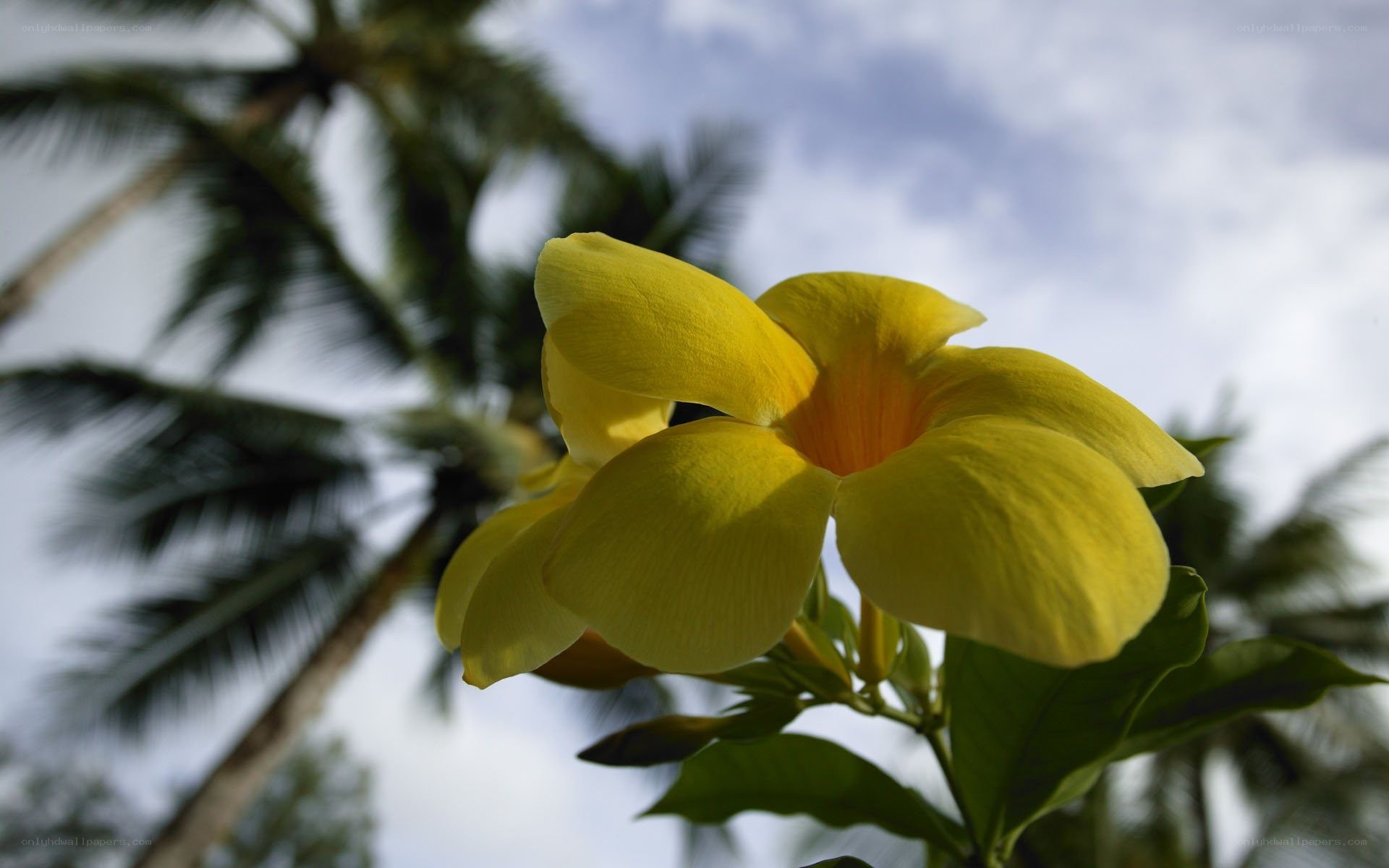 Yellow flower with palm trees