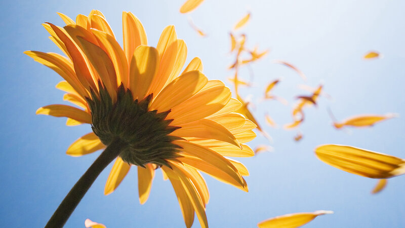 Yellow Flower with Petals