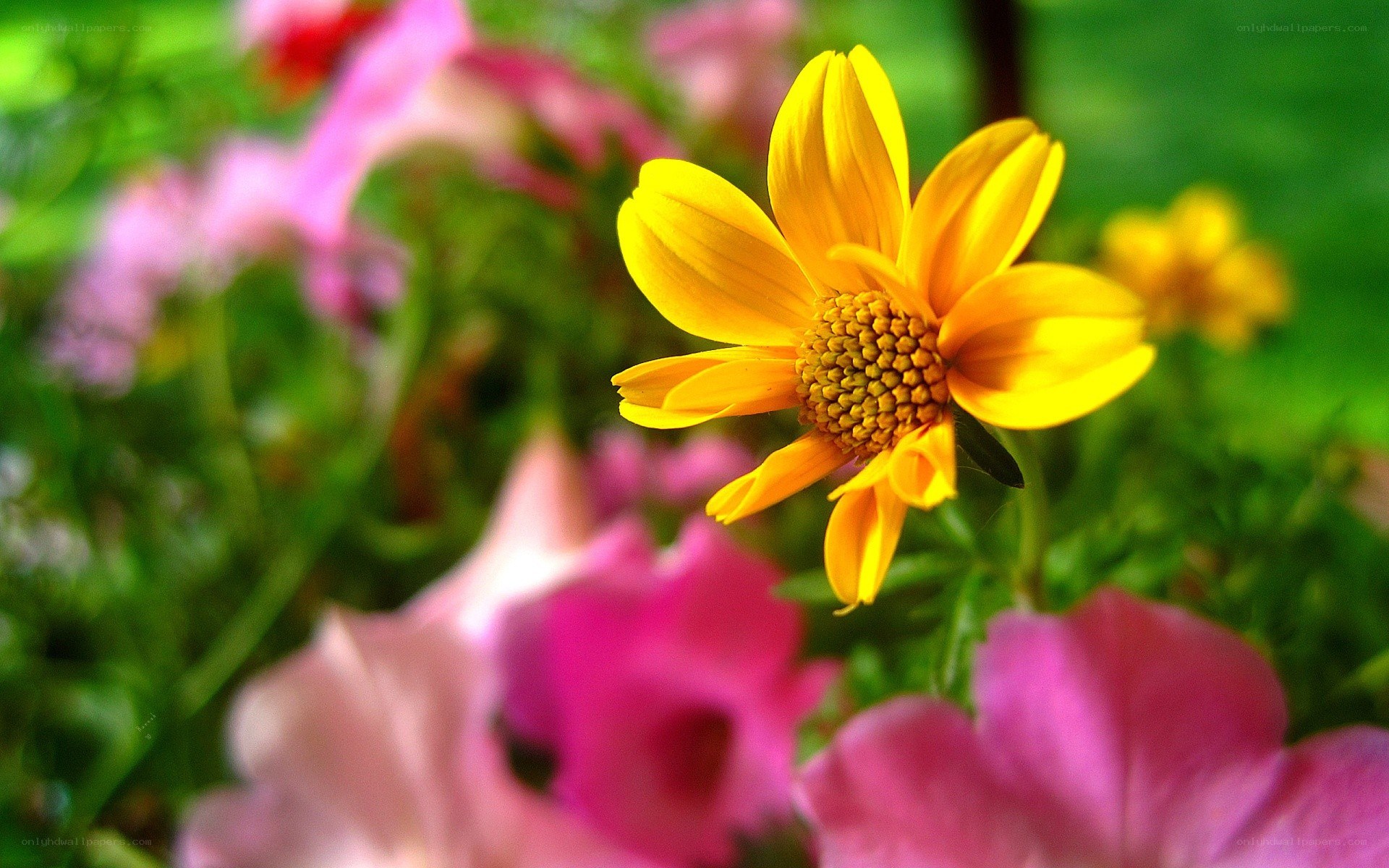 Yellow flower with pink background