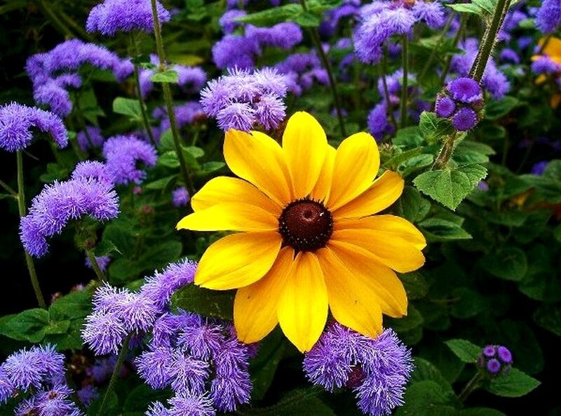 Yellow flower with purple blooms