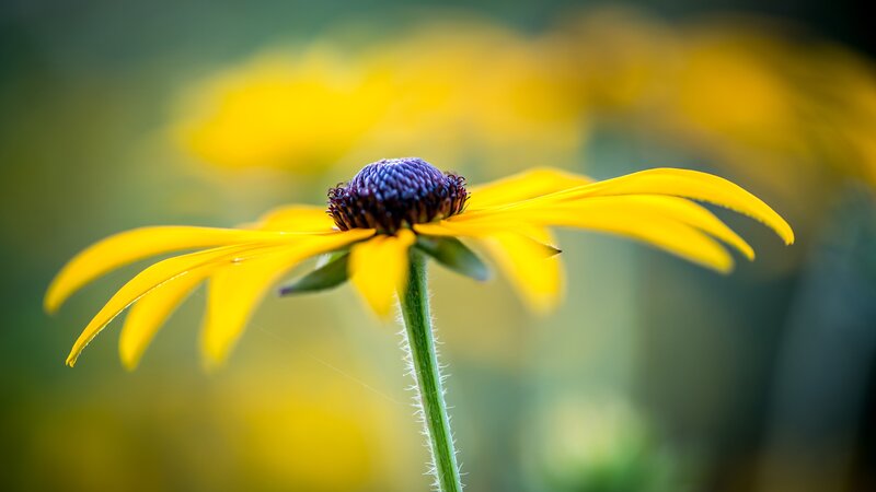 Yellow Flower with Purple Center — Serene
