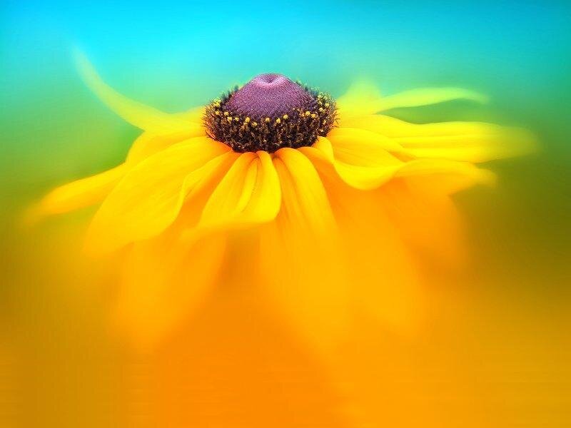 Yellow Flower with Purple Center — Vibrant