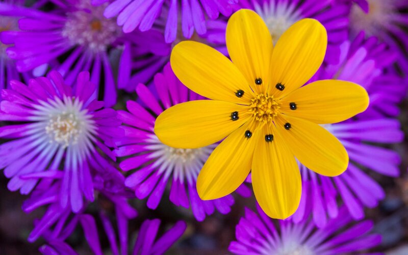 Yellow Flower with Purple Flowers