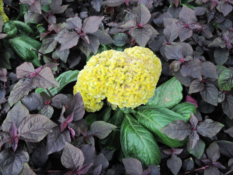 Yellow Flower with Purple Leaves — Natural