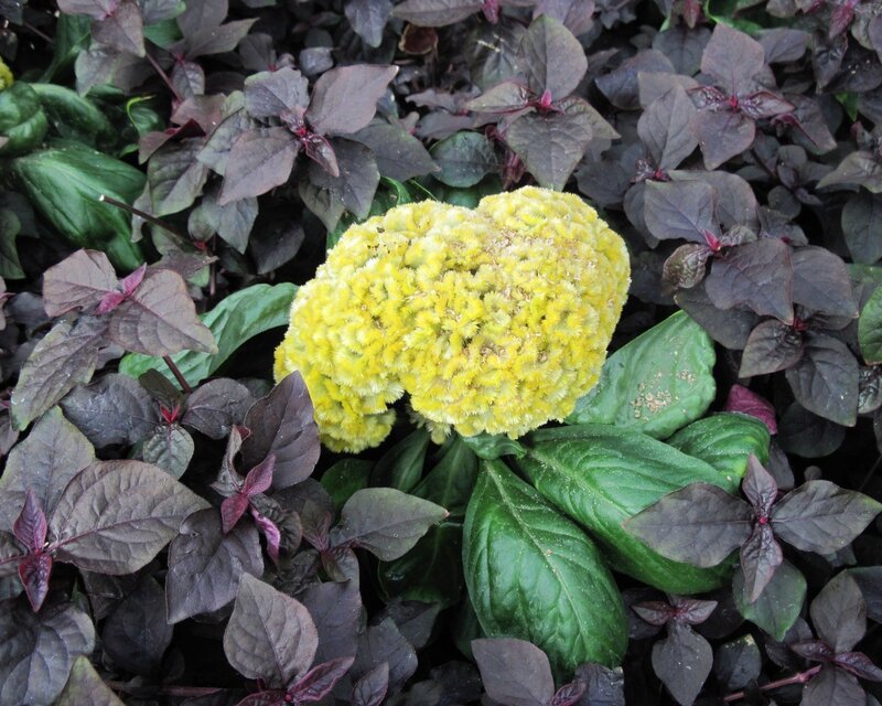 Yellow flower with purple leaves