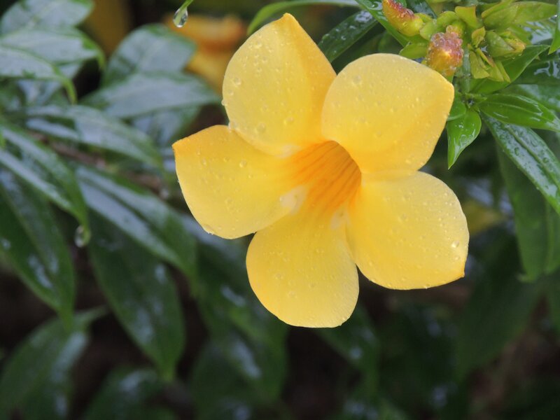 yellow flower with raindrops