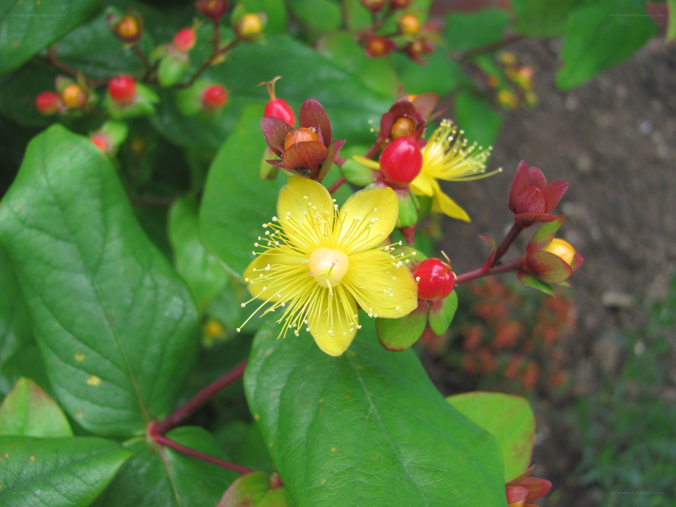 yellow flower with red berries