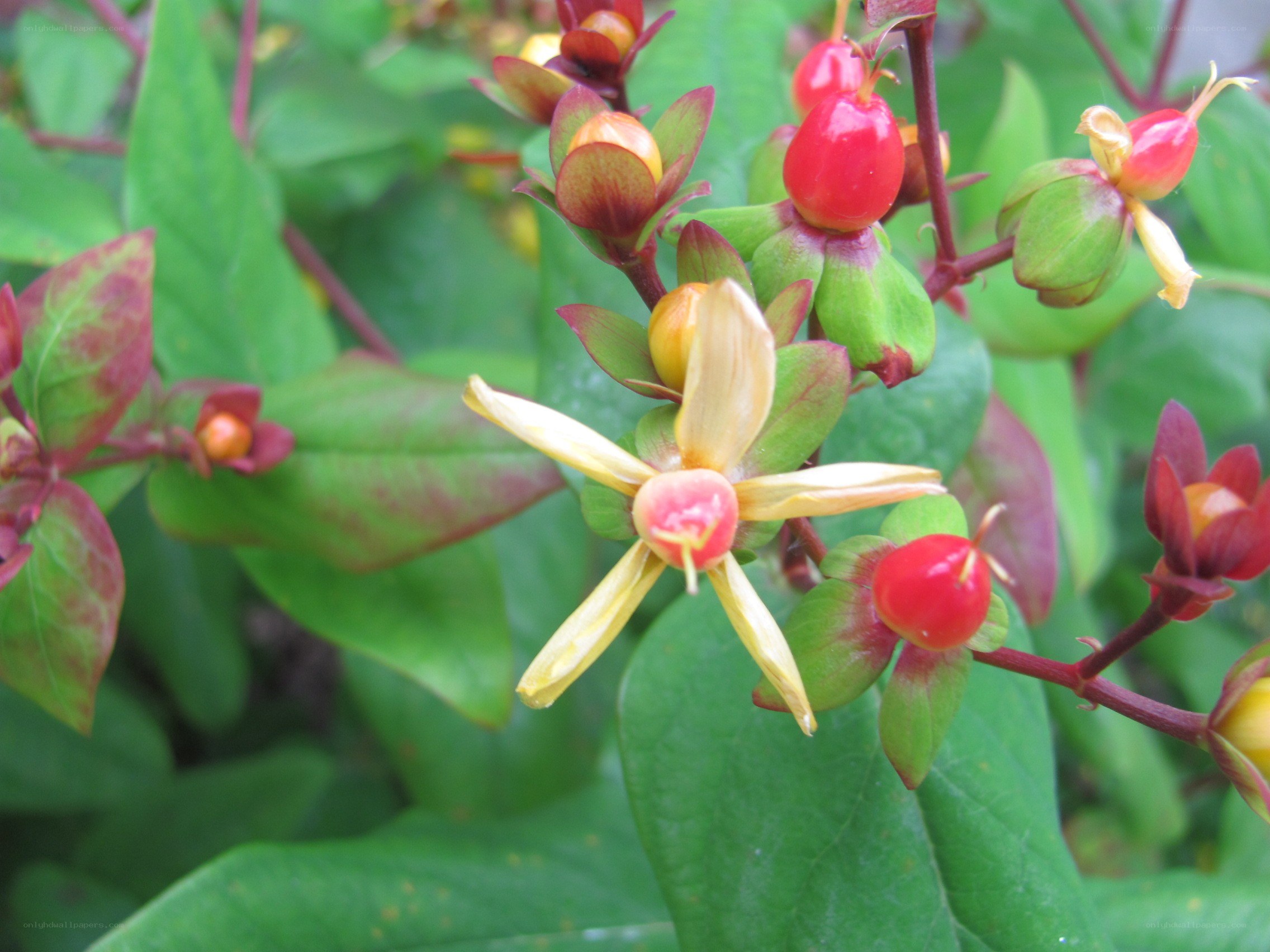 yellow flower with red berries