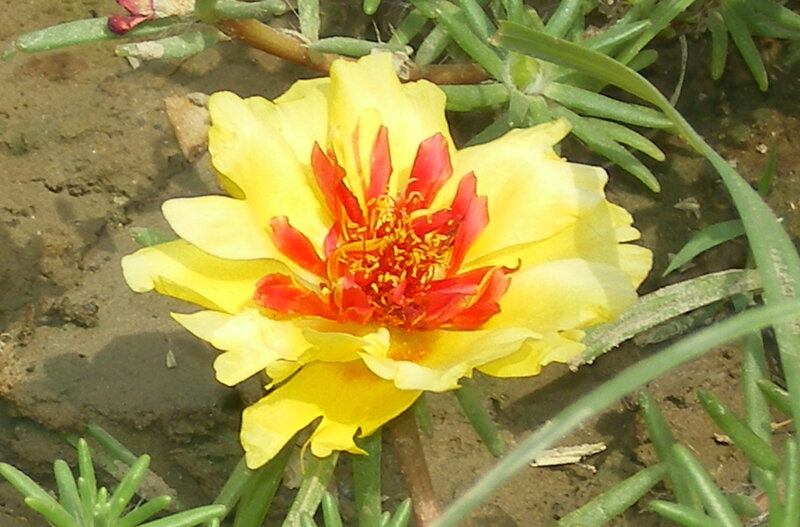 yellow flower with red center