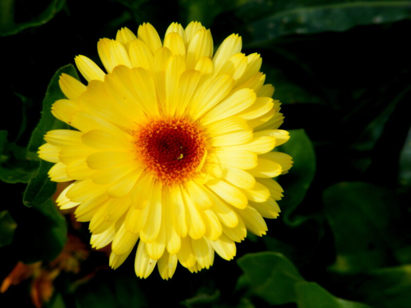 yellow flower with red center