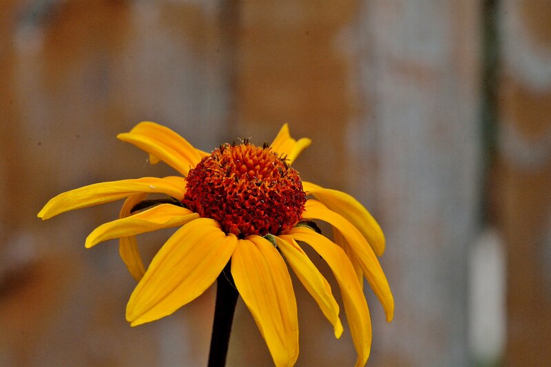 Yellow Flower with Red Center — Calm