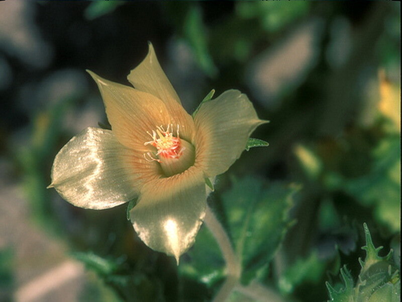 Yellow Flower with Red Center — Natural