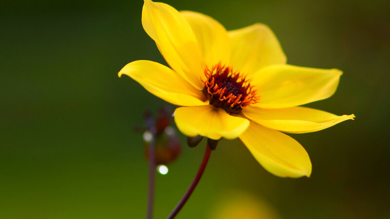 Yellow Flower with Red Center — Serene