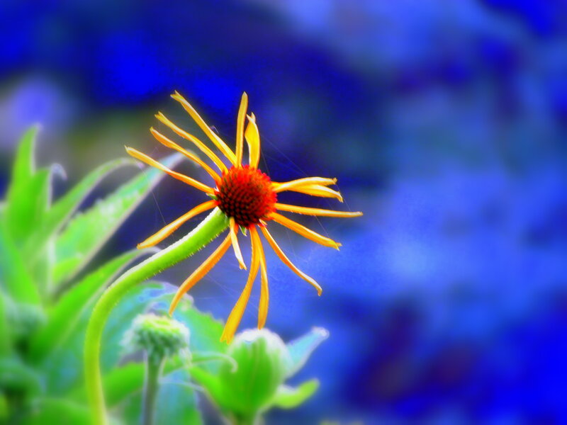 Yellow Flower with Red Center — Vibrant