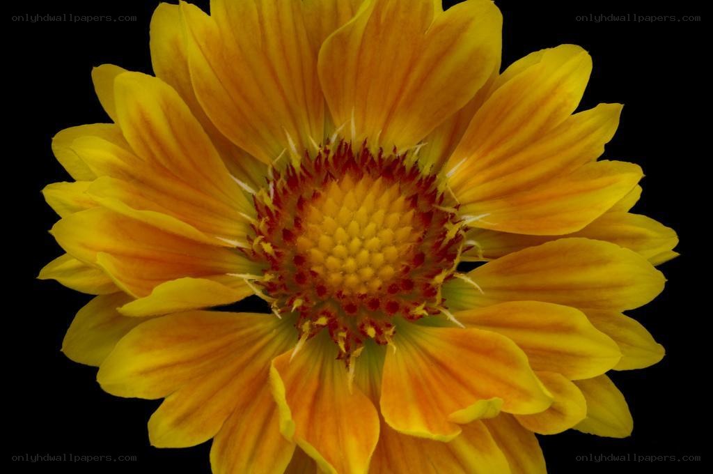yellow flower with red center