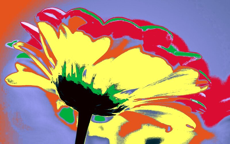 Yellow Flower with Red Petals