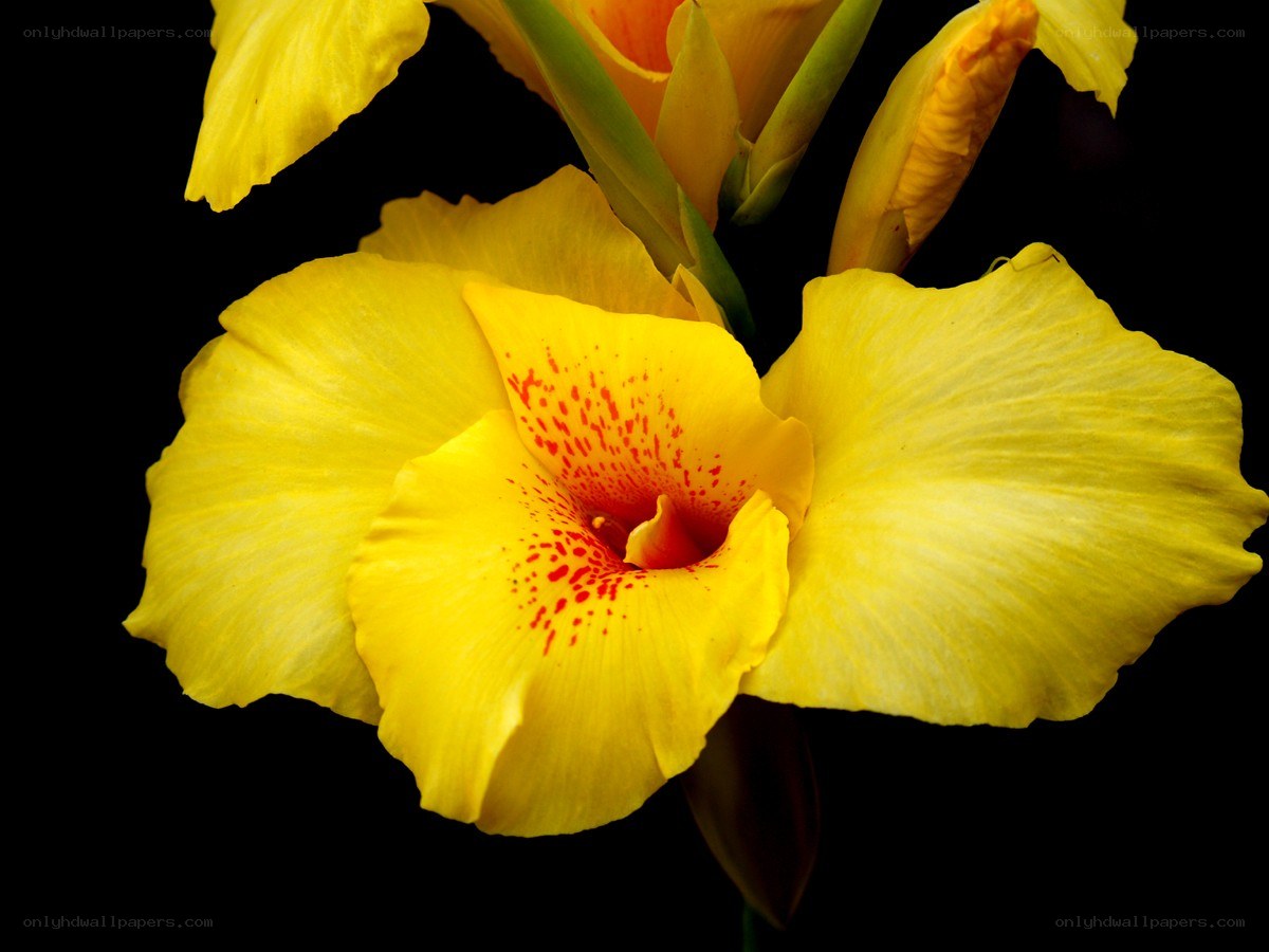 Yellow flower with red speckles
